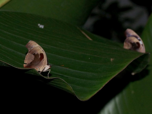 Бабочки на листе (Catonephele numilia)
