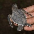 Черепашка (Зелёная черепаха / Chelonia Mydas)