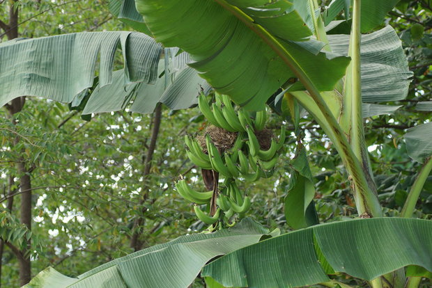Гнездо в банановой связке