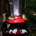 Колибри и Сахарные птицы (Coereba flaveola) на поилке