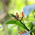 Костариканская орхидея