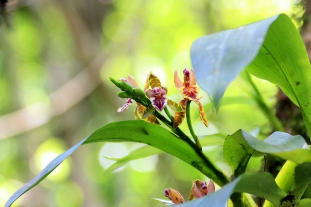 Костариканская орхидея