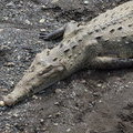 Крокодильчик