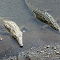 Крокодилы в воде
