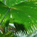 Лист Карлюдовики (Carludovica rotundifolia)