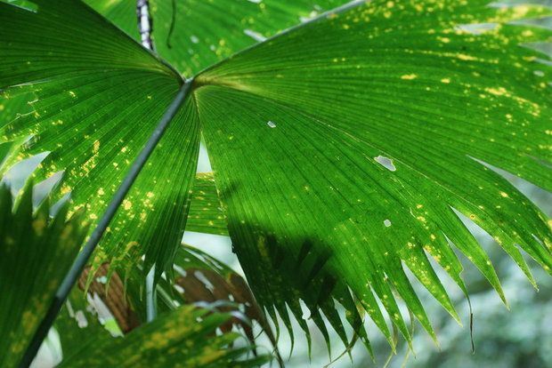 Лист Карлюдовики (Carludovica rotundifolia)