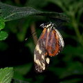 Молодая бабочка расправляет крылья (Heliconius hecale)