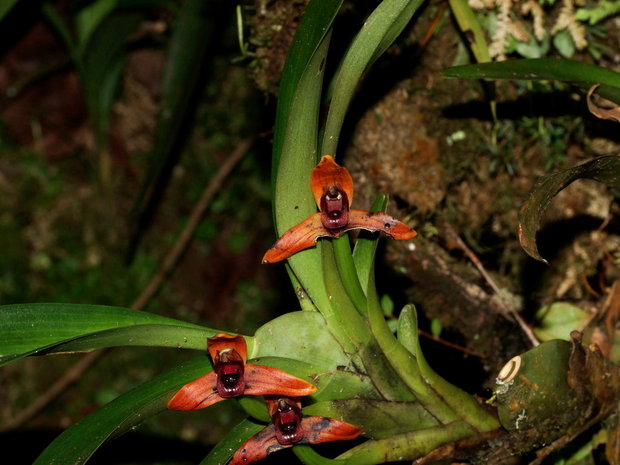 Орхидеи Maxillaria sp.