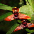 Орхидеи Коста Рики (Maxillaria sp.)