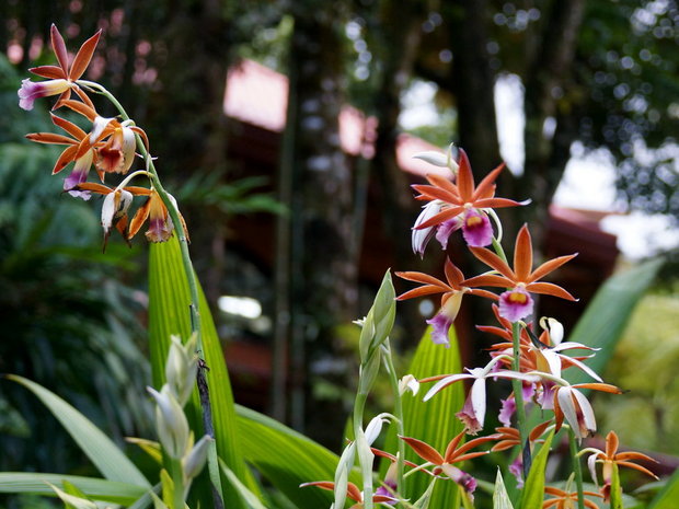 Орхидея Файус Танкервиля (Phaius tankervilleae)