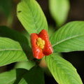 Психотрия Пёппига (Psychotria poeppigiana)