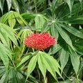 Растение Ятрофа (Jatropha multifida)