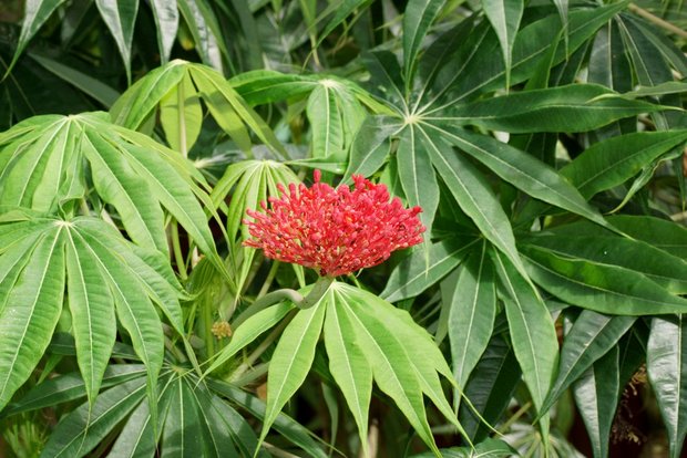 Растение Ятрофа (Jatropha multifida)