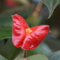 Red Lips (Психотрия Пёппига / Psychotria poeppigiana)