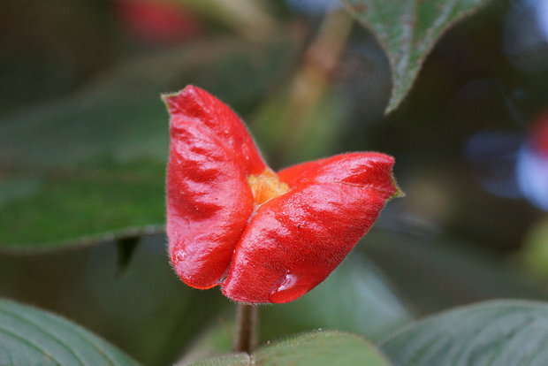Red Lips (Психотрия Пёппига / Psychotria poeppigiana)