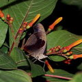 Спящая бабочка (Catonephele numilia)
