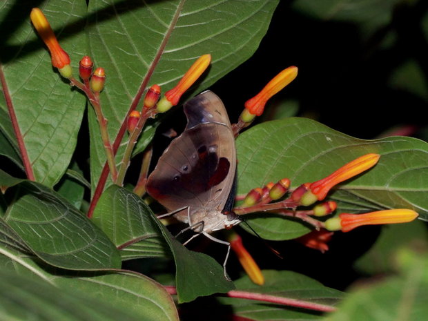 Спящая бабочка (Catonephele numilia)