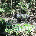 Тапир в лесу