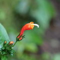 Цветочек аленький (CENTROPOGON GRANULOSUS)