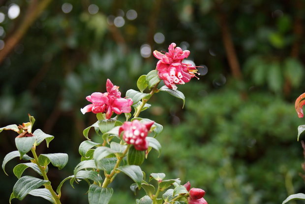 Цветочки (Cavendishia  -?)