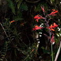 Цветок Canna denudata
