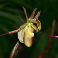 Цветущая орхидея (Phragmipedium Longifolium)