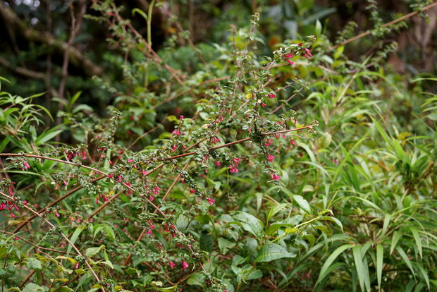 Цветущая ветка Фуксии мелколистной (Fuchsia microphylla)