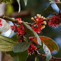 Цветущая ветка Сатирии (Satyria meiantha, Ericaceae)