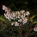Цветы Pernettya coriacea