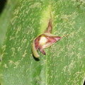 Видовая орхидея Pleurothallis tonduzii
