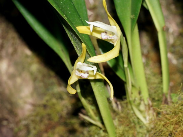 Видовая орхидея Maxillaria sp.