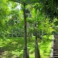 Маврикий, Ботанический сад Памплемус, SSR Botanic garden