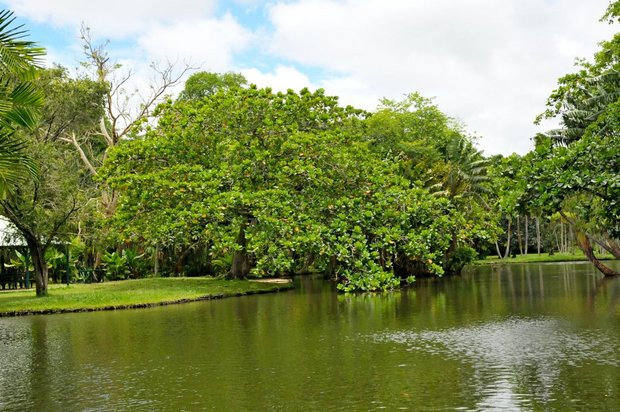 Маврикий, Ботанический сад Памплемус, SSR Botanic garden