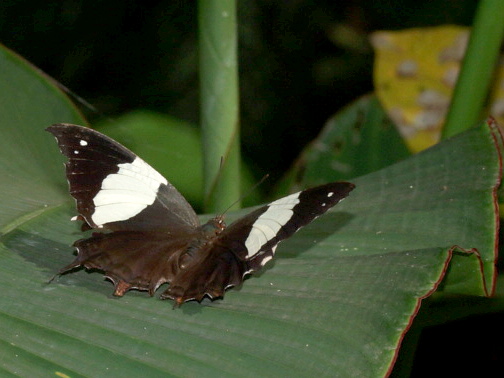 Бабочка Hypna clytemnestra