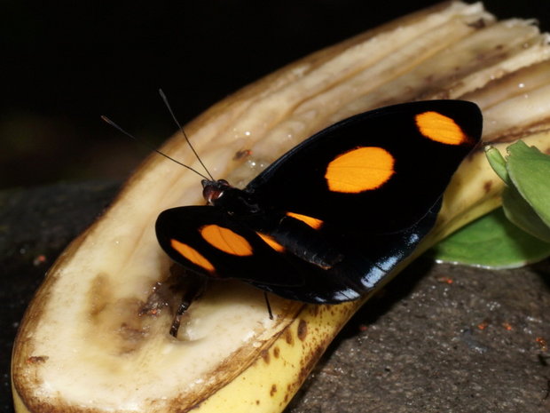 Бабочка на банане - Греческий башмачник (Catonephele numilia), самец