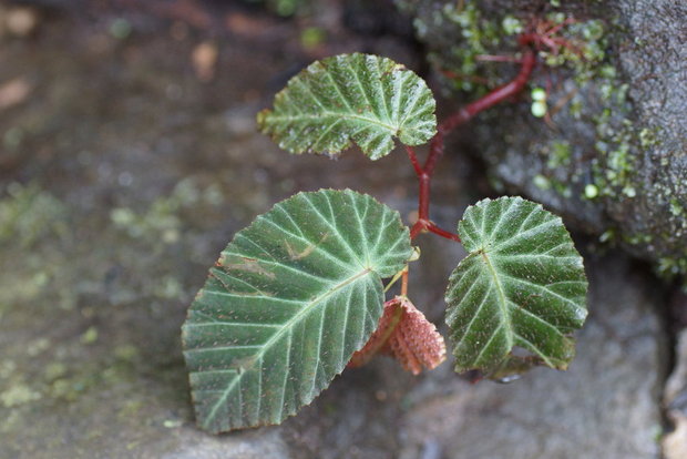 Бегония (Begonia convallariodora)