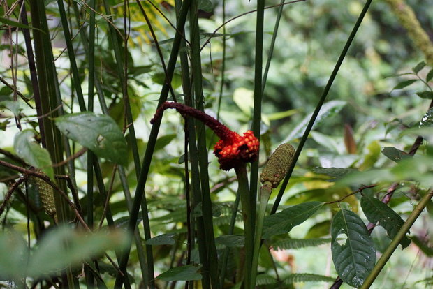 Карлюдовика в лесу Коста Рики