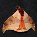 Ночная бабочка Павлиноглазка Automeris hamata