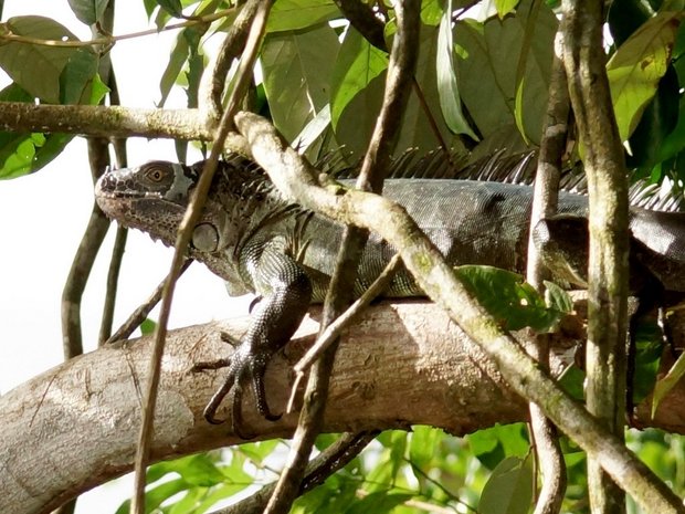 Обыкновенная, или зеленая игуана (Iguana iguana)