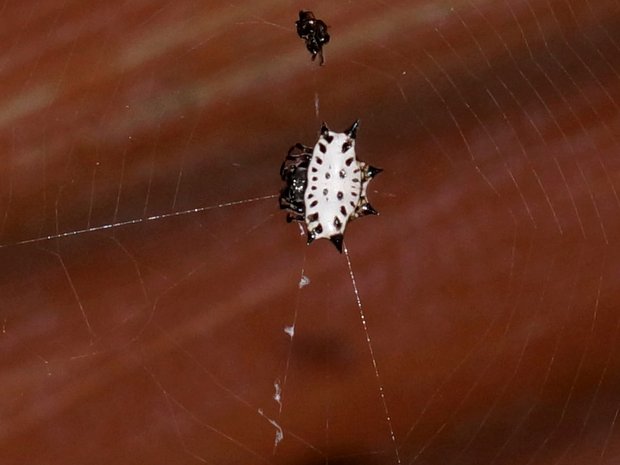 Крабовый шипастый паук, или шипастый кругопряд, или паук-шкатулочник (Gasteracantha cancriformis)