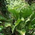 Растение Антуриум (Anthurium sp.)