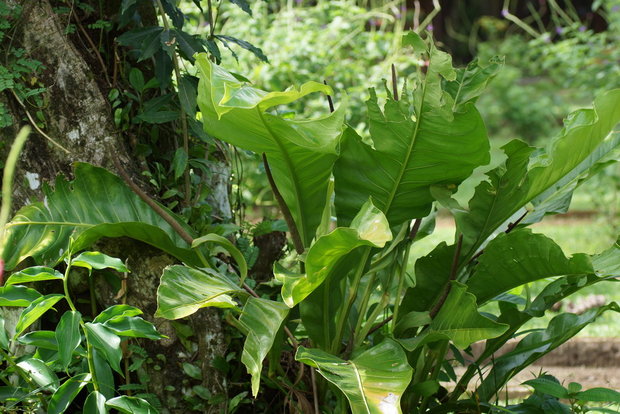 Растение Антуриум (Anthurium sp.)
