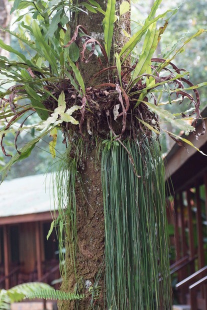 Растения Коста Рики