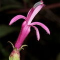 Цветок (Центропогон (Centropogon)