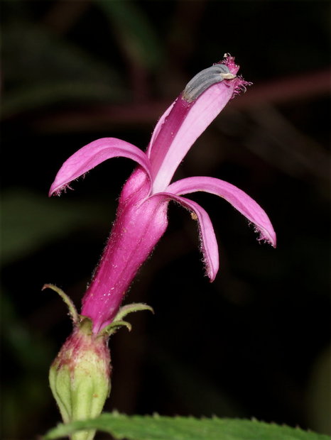 Цветок (Центропогон (Centropogon)