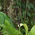 Цветок видового антуриума (Anthurium sp.)