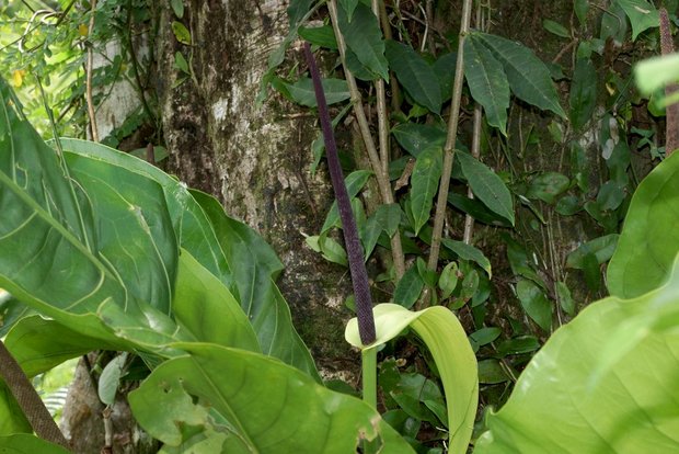 Цветок видового антуриума (Anthurium sp.)