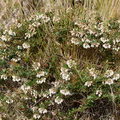 Цветы Pernettya prostrata 