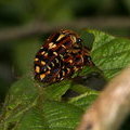 Жуки Flower Chafer (Euselates ornata, Cetoniinae, Scarabaeidae)