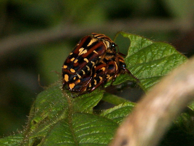 Жуки Flower Chafer (Euselates ornata, Cetoniinae, Scarabaeidae)